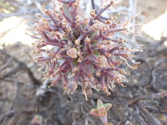 Euphorbia pillansii