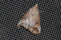 Hypocala biarcuata