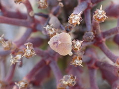 Euphorbia pillansii