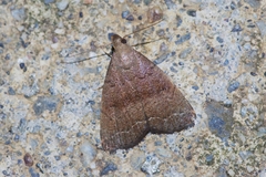 Polypogon ryukyuensis