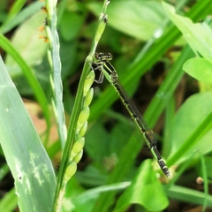 Agriocnemis keralensis