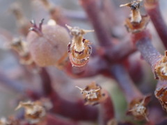 Euphorbia pillansii