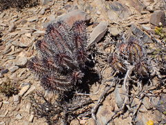 Euphorbia pillansii