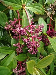 Medinilla formosana