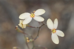 Stylidium spathulatum