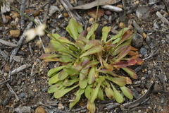 Stylidium spathulatum