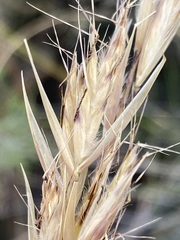 Tenaxia stricta