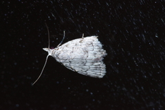 Nola thyrophora