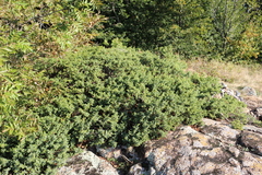 Juniperus communis hemisphaerica