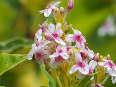 Pseuderanthemum maculatum