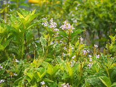 Pseuderanthemum maculatum