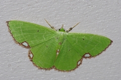 Comibaena procumbaria