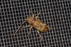 Pterolophia annulata