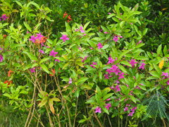 Pseuderanthemum laxiflorum