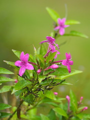 Pseuderanthemum laxiflorum