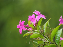 Pseuderanthemum laxiflorum