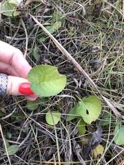 Magnoliopsida