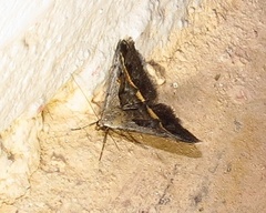 Acantholipes