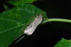 Spodoptera pecten