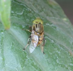 Eristalodes