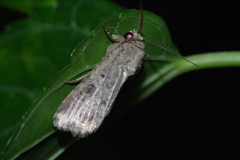 Spodoptera pecten