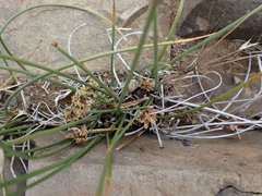Cyperus marginatus