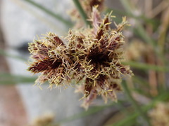 Cyperus marginatus