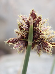 Cyperus marginatus