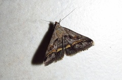 Acantholipes