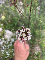 Gnidia squarrosa