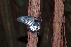 Papilio memnon thunbergii