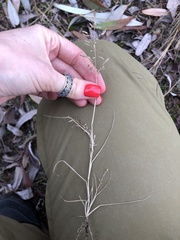 Eragrostis minor