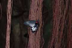 Papilio memnon thunbergii