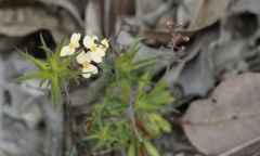 Stylidium spathulatum