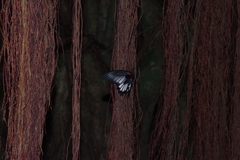 Papilio memnon thunbergii