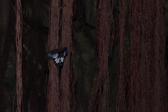 Papilio memnon thunbergii