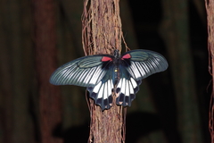 Papilio memnon thunbergii
