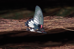Papilio memnon thunbergii