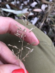 Eragrostis minor