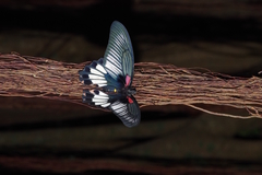 Papilio memnon thunbergii