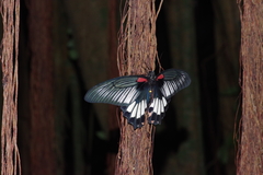 Papilio memnon thunbergii