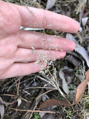 Eragrostis minor