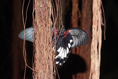 Papilio memnon thunbergii