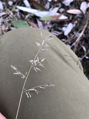 Eragrostis minor