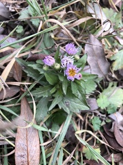 Asteroideae