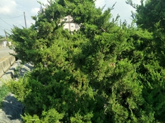 Juniperus morrisonicola