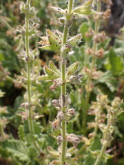 Salvia disermas