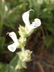 Salvia disermas
