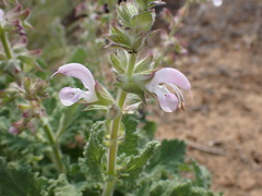 Salvia disermas