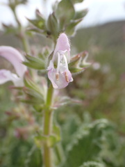 Salvia disermas